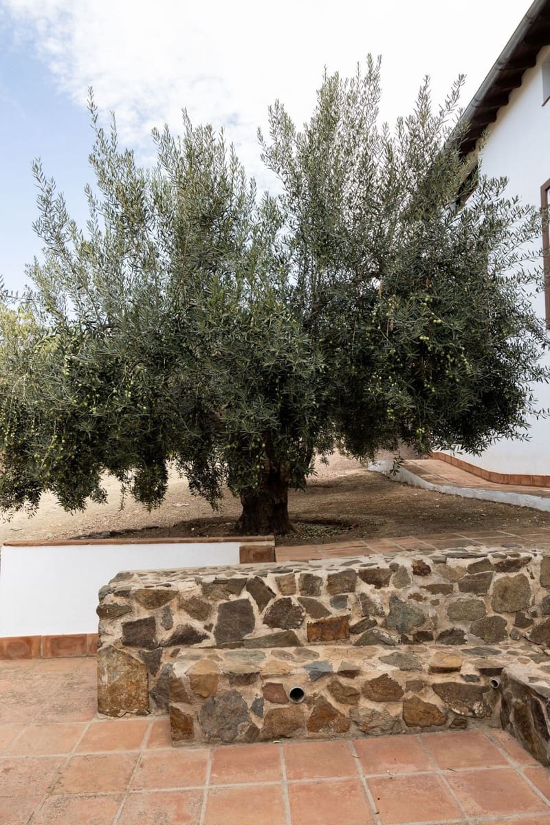 9 soverom Finca/Herregård til salgs i Malaga by - € 2 100 000 (Ref: 9353367)