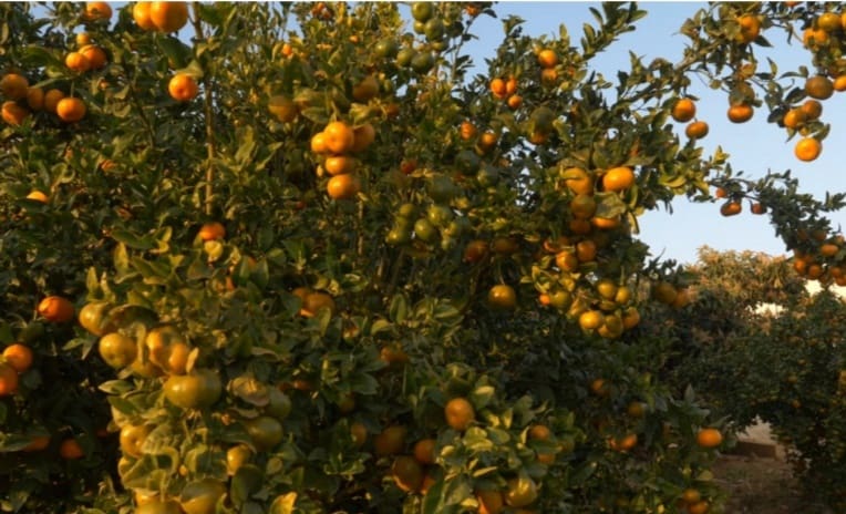 12 bedroom Finca/Country House for sale in Orihuela - € 16,000,000 (Ref: 8149982)