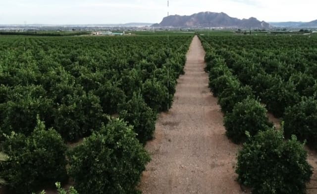 12 soveværelse Finca/Landehus til salg i Orihuela - € 16.000.000 (Ref: 8149982)