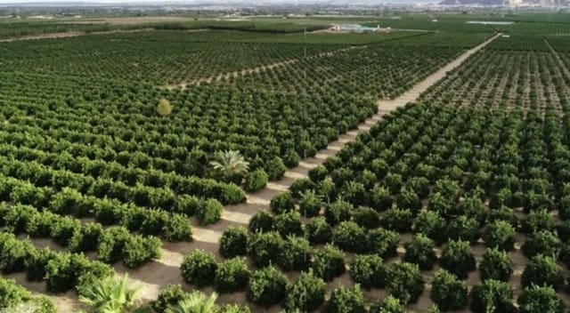 12 soveværelse Finca/Landehus til salg i Orihuela - € 16.000.000 (Ref: 8149982)