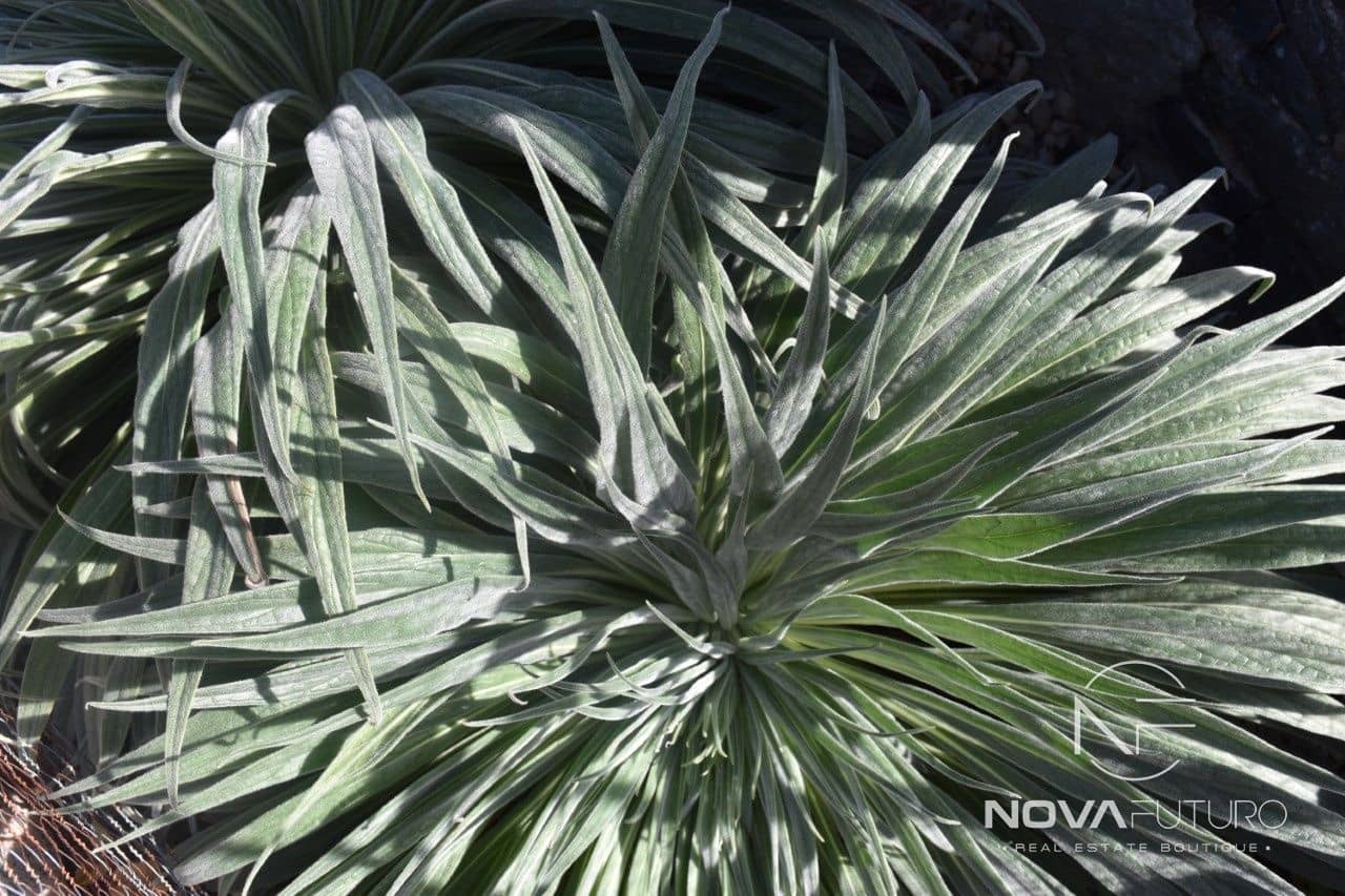 4 bedroom Villa for sale in Vilaflor - € 535,000 (Ref: 6523319)