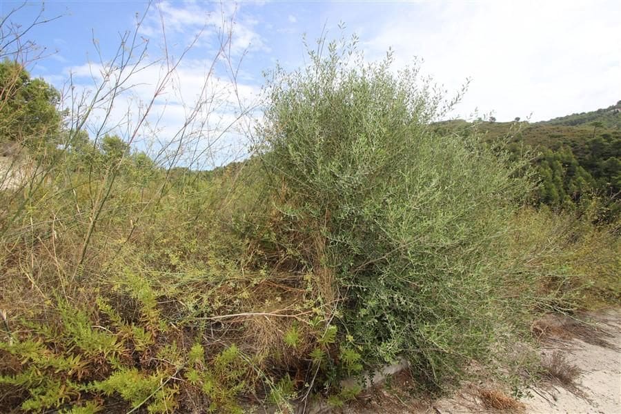 Building Plot for sale in Calpe / Calp - € 325,000 (Ref: 8353371)