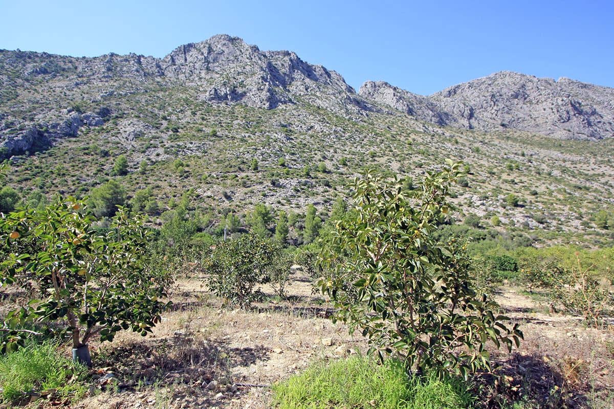 Bouwgrond te koop in Beniarbeig - € 165.000 (Ref: 8661041)