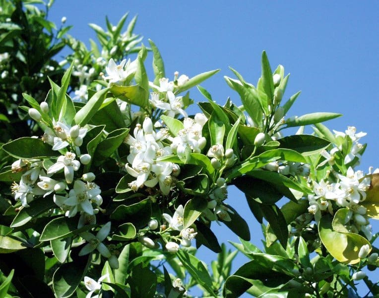 Bouwgrond te koop in Orba - € 212.100 (Ref: 9148478)