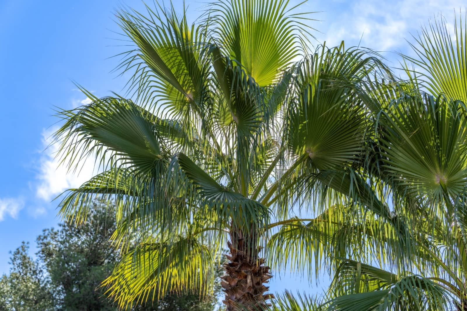 3 chambre Villa/Maison à vendre à Javea / Xabia - 669 000 € (Ref: 9444616)