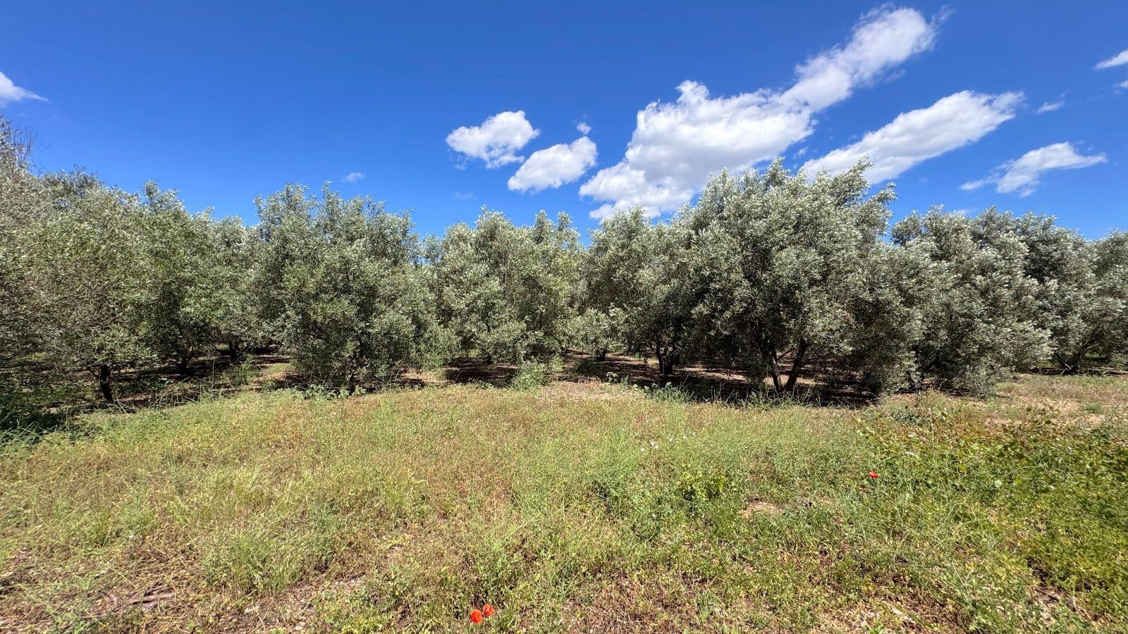 3 quarto Quinta/Casa Rural para venda em Sa Pobla com garagem - 1 495 000 € (Ref: 10037696)