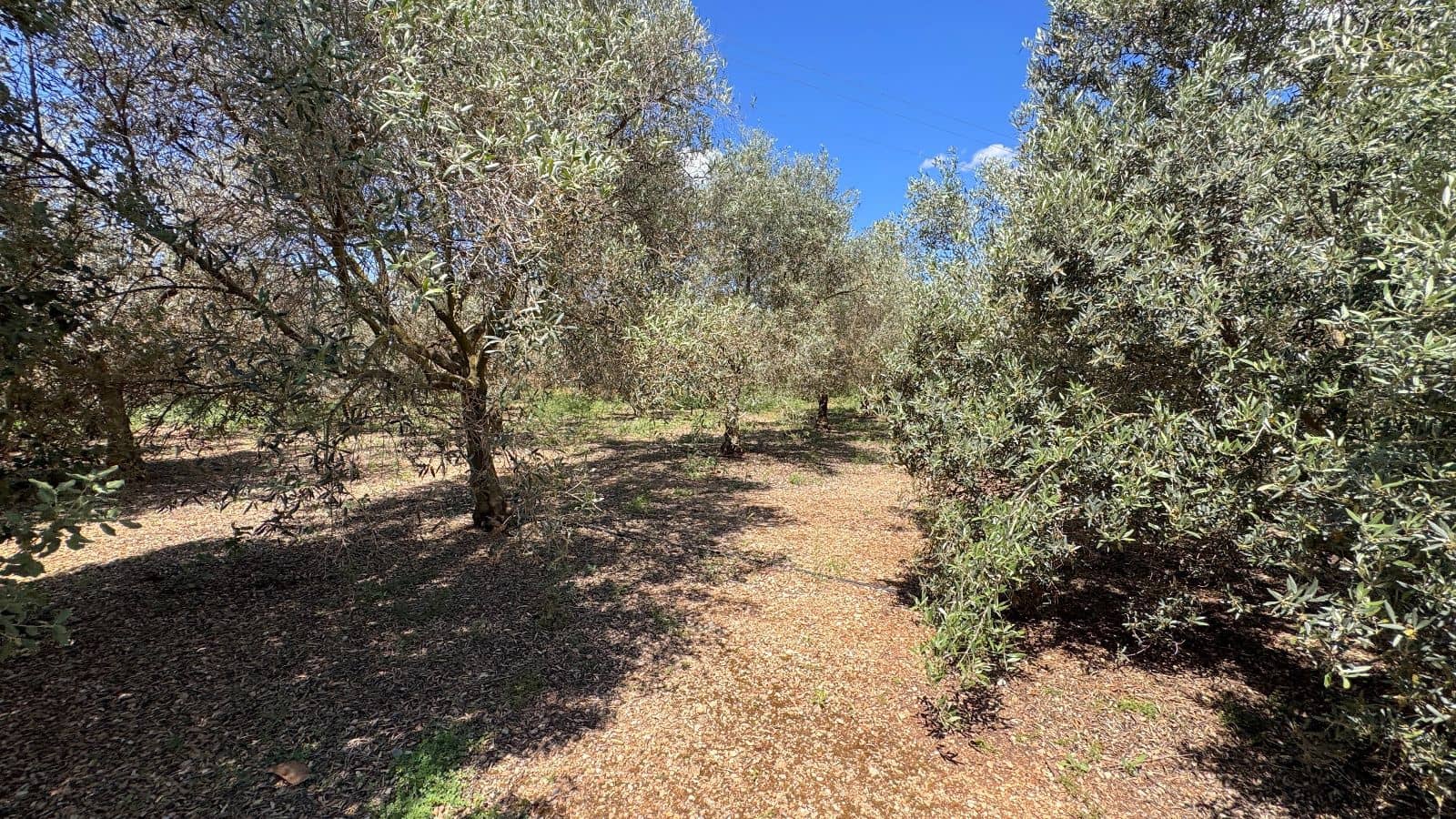 3 quarto Quinta/Casa Rural para venda em Sa Pobla com garagem - 1 495 000 € (Ref: 10037696)