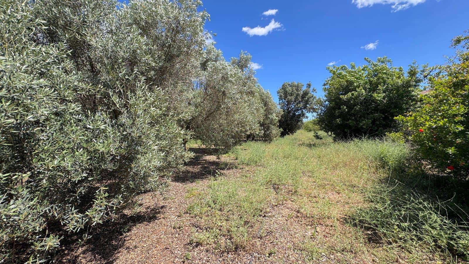 3 quarto Quinta/Casa Rural para venda em Sa Pobla com garagem - 1 495 000 € (Ref: 10037696)