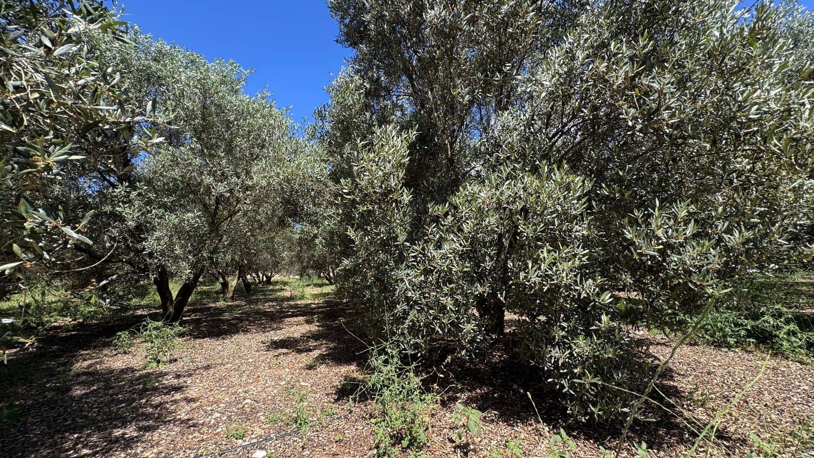 3 quarto Quinta/Casa Rural para venda em Sa Pobla com garagem - 1 495 000 € (Ref: 10037696)