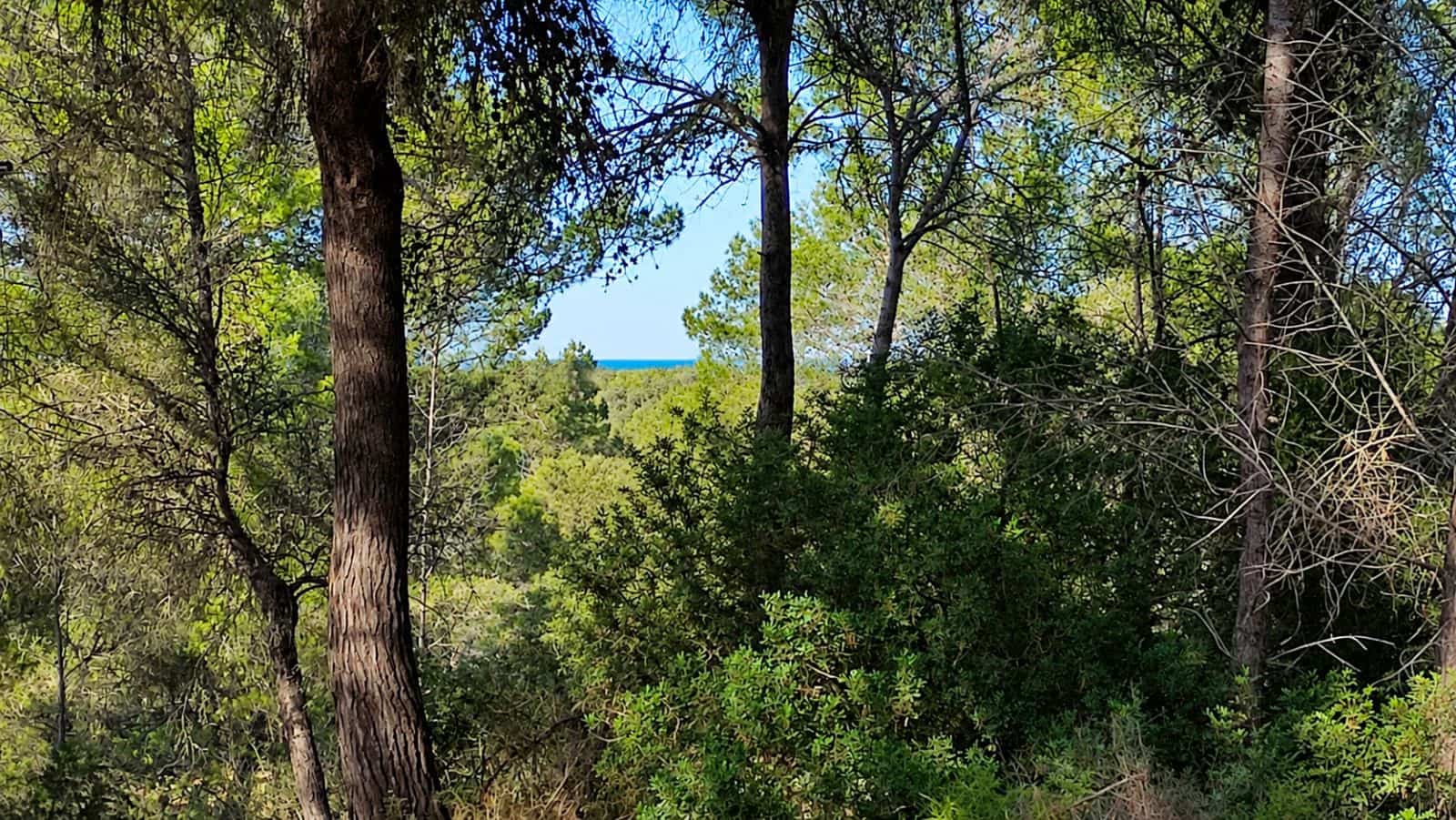 Terreno Não Urbanizado para venda em Santa Margalida - 1 600 000 € (Ref: 10060562)