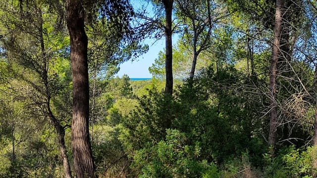 Terreno Não Urbanizado para venda em Santa Margalida - 1 600 000 € (Ref: 10060562)