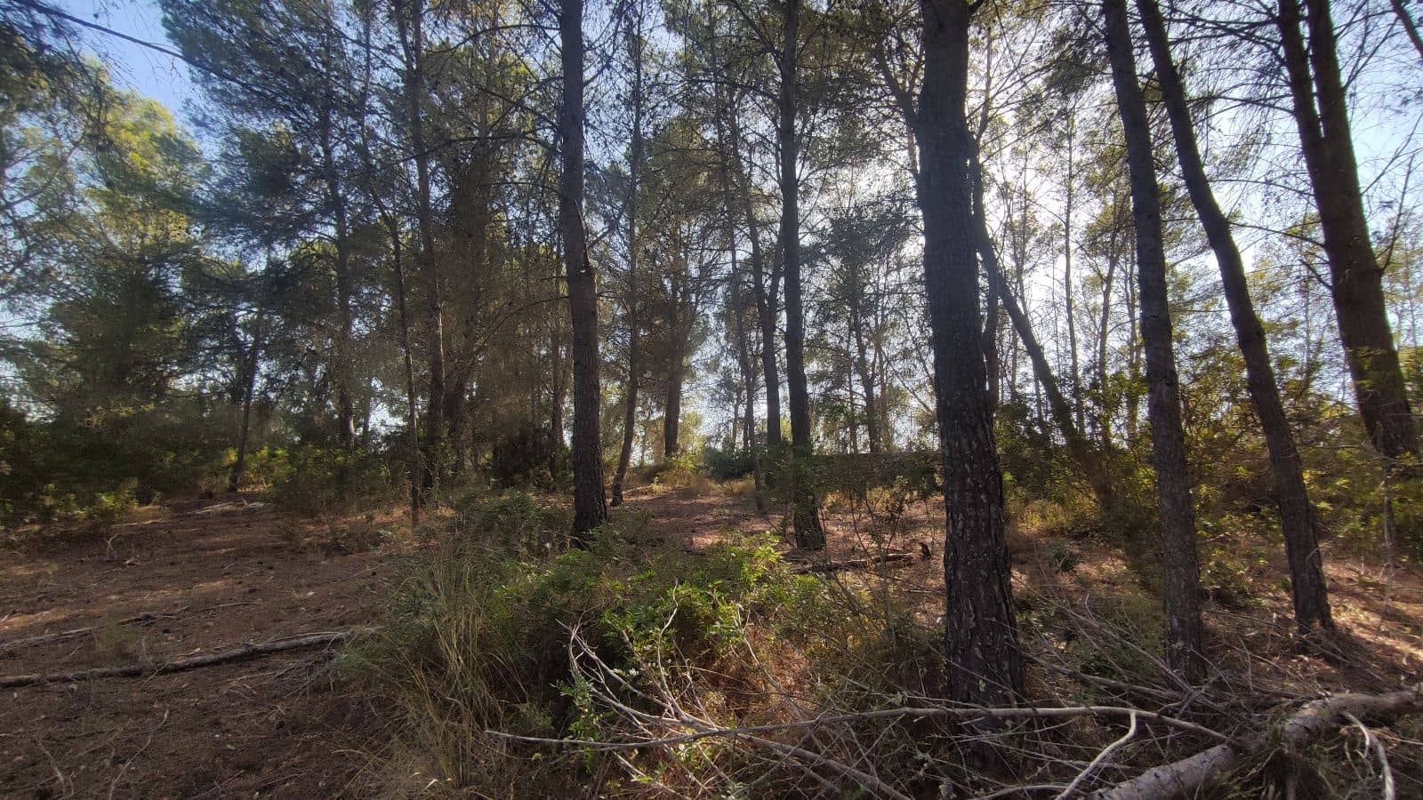 Terreno Não Urbanizado para venda em Santa Margalida - 1 600 000 € (Ref: 10060562)
