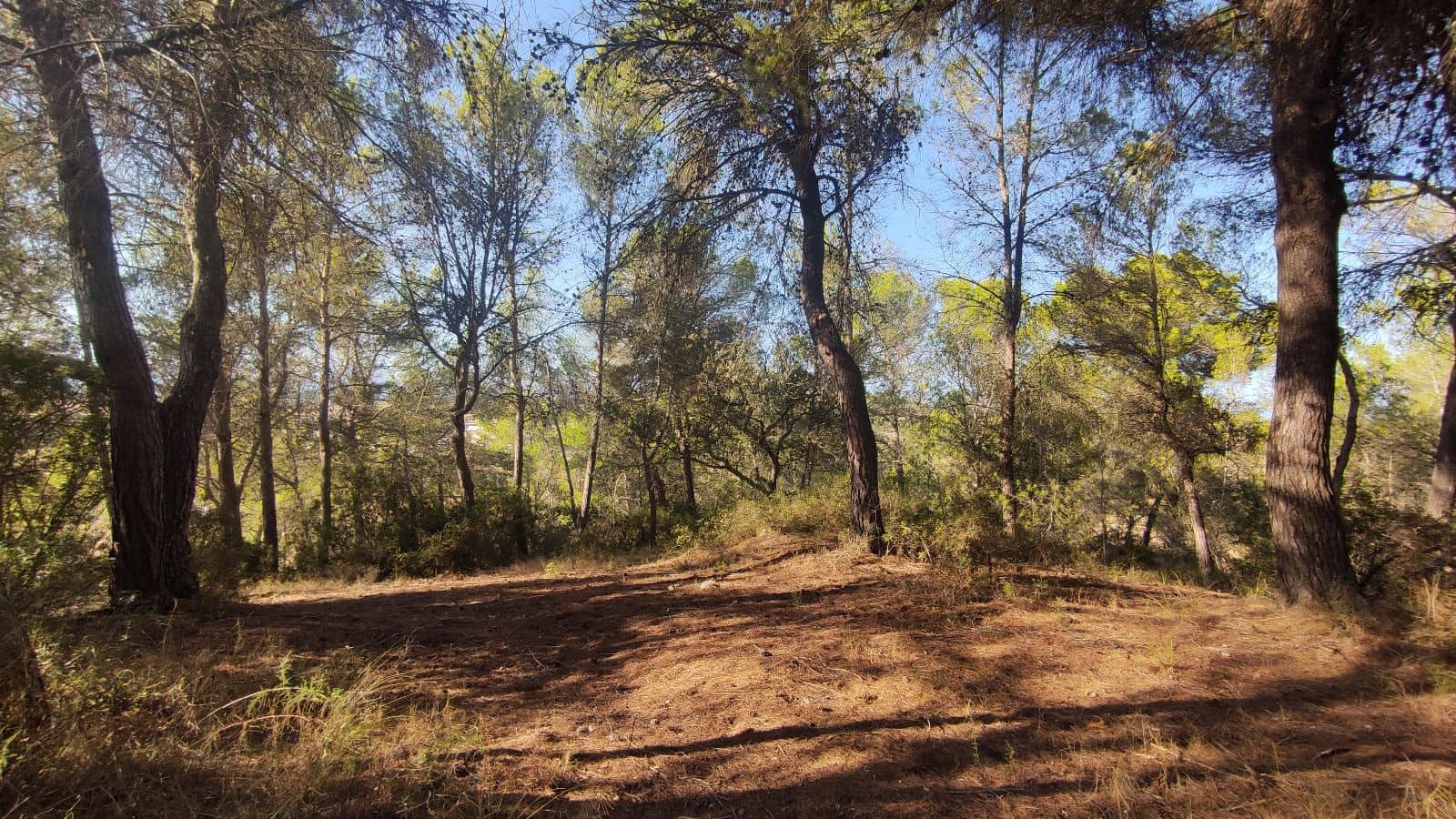 Terreno Não Urbanizado para venda em Santa Margalida - 1 600 000 € (Ref: 10060562)