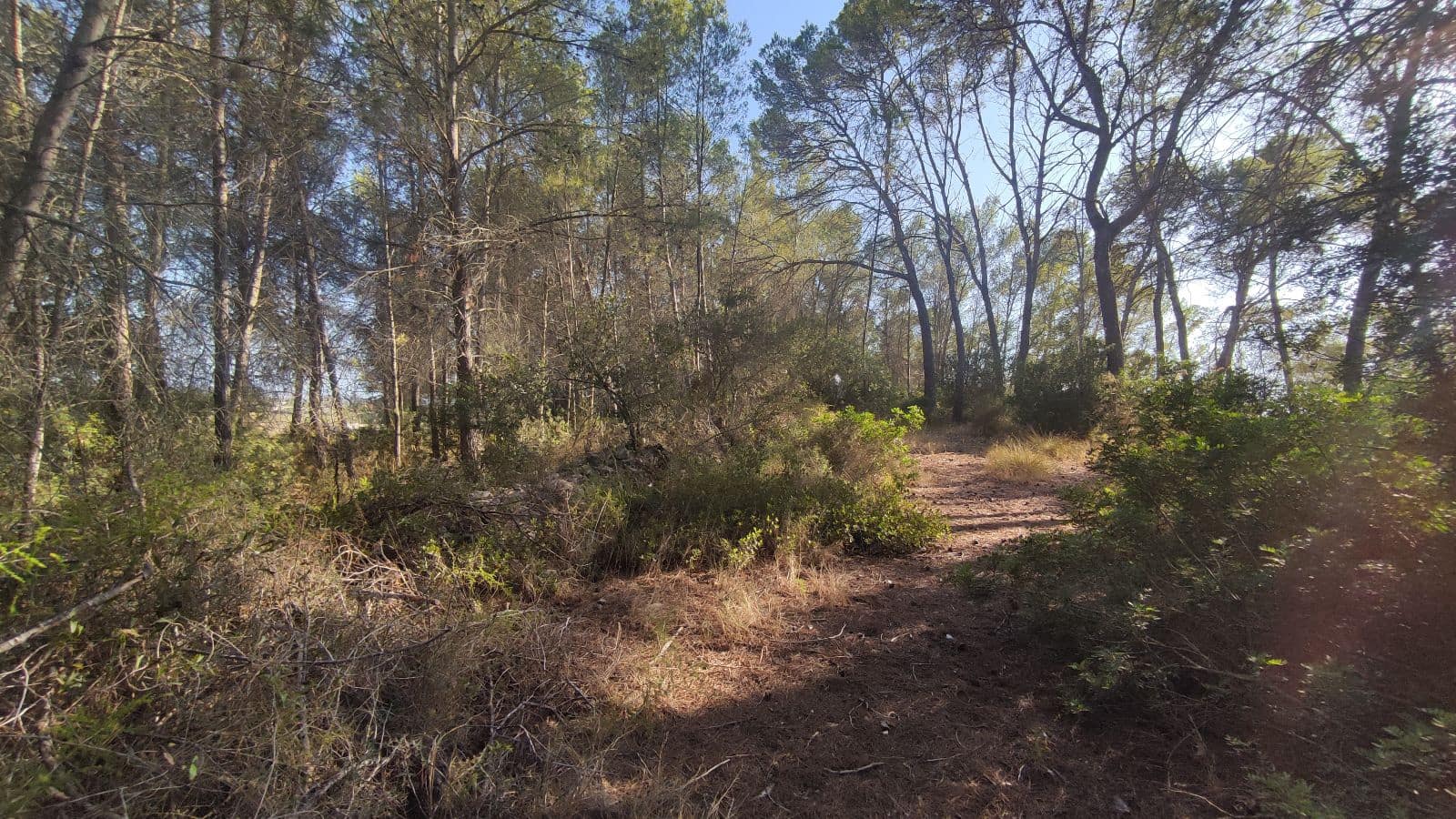 Terreno Não Urbanizado para venda em Santa Margalida - 1 600 000 € (Ref: 10060562)