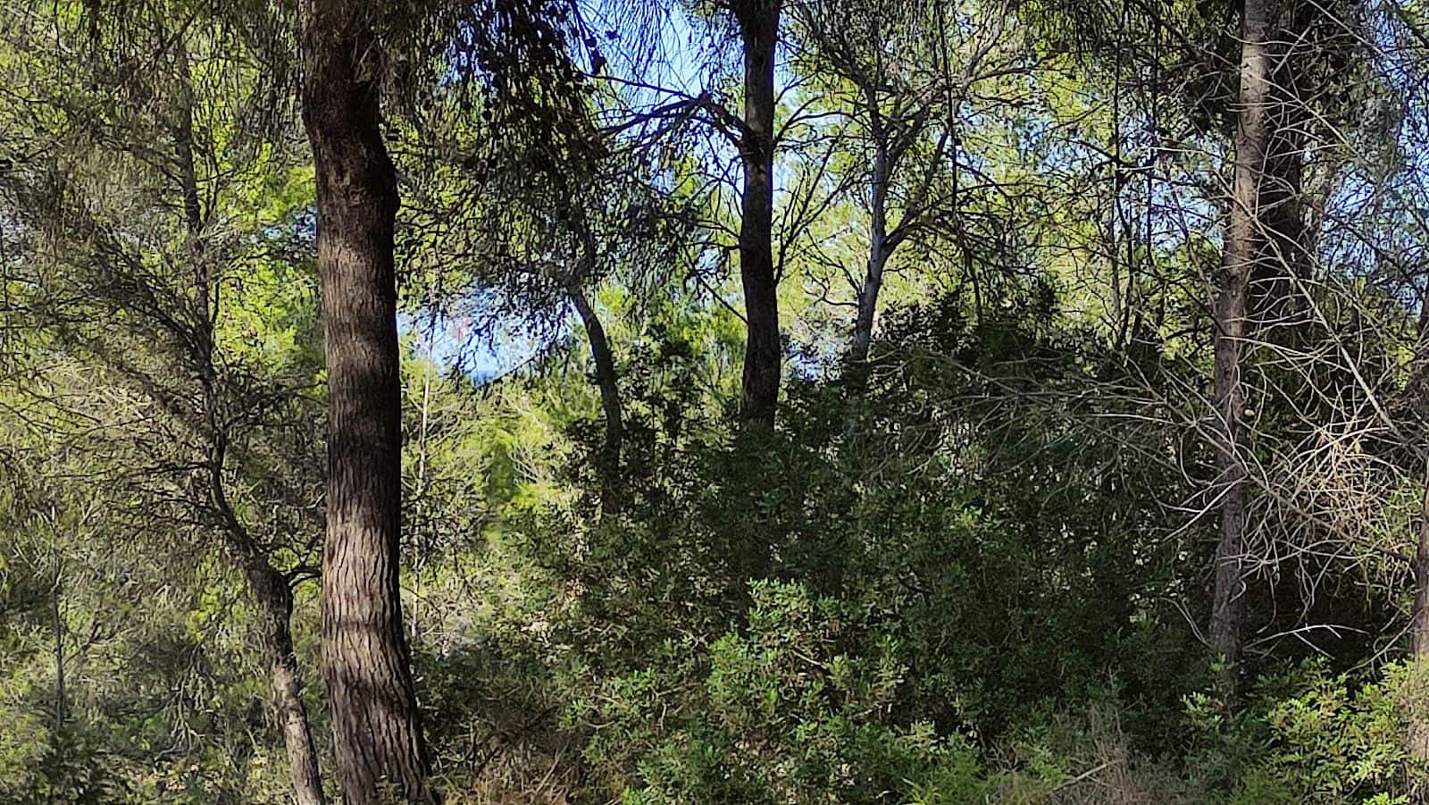 Terreno Não Urbanizado para venda em Santa Margalida - 1 600 000 € (Ref: 10060562)