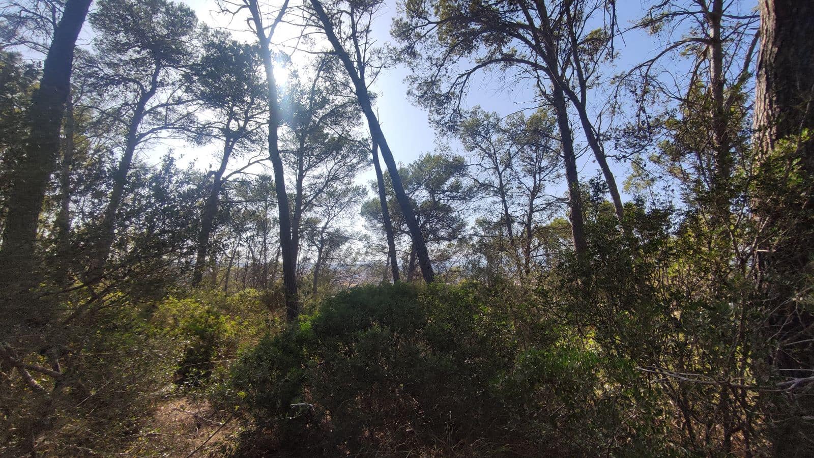 Terreno Não Urbanizado para venda em Santa Margalida - 1 600 000 € (Ref: 10060562)