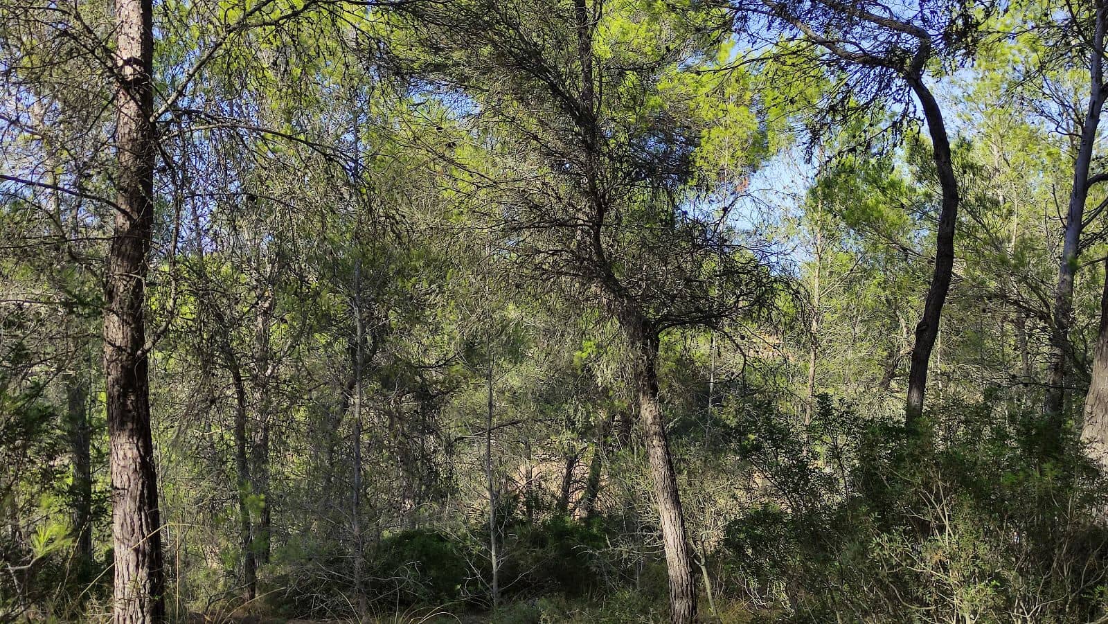 Terreno Não Urbanizado para venda em Santa Margalida - 1 600 000 € (Ref: 10060562)