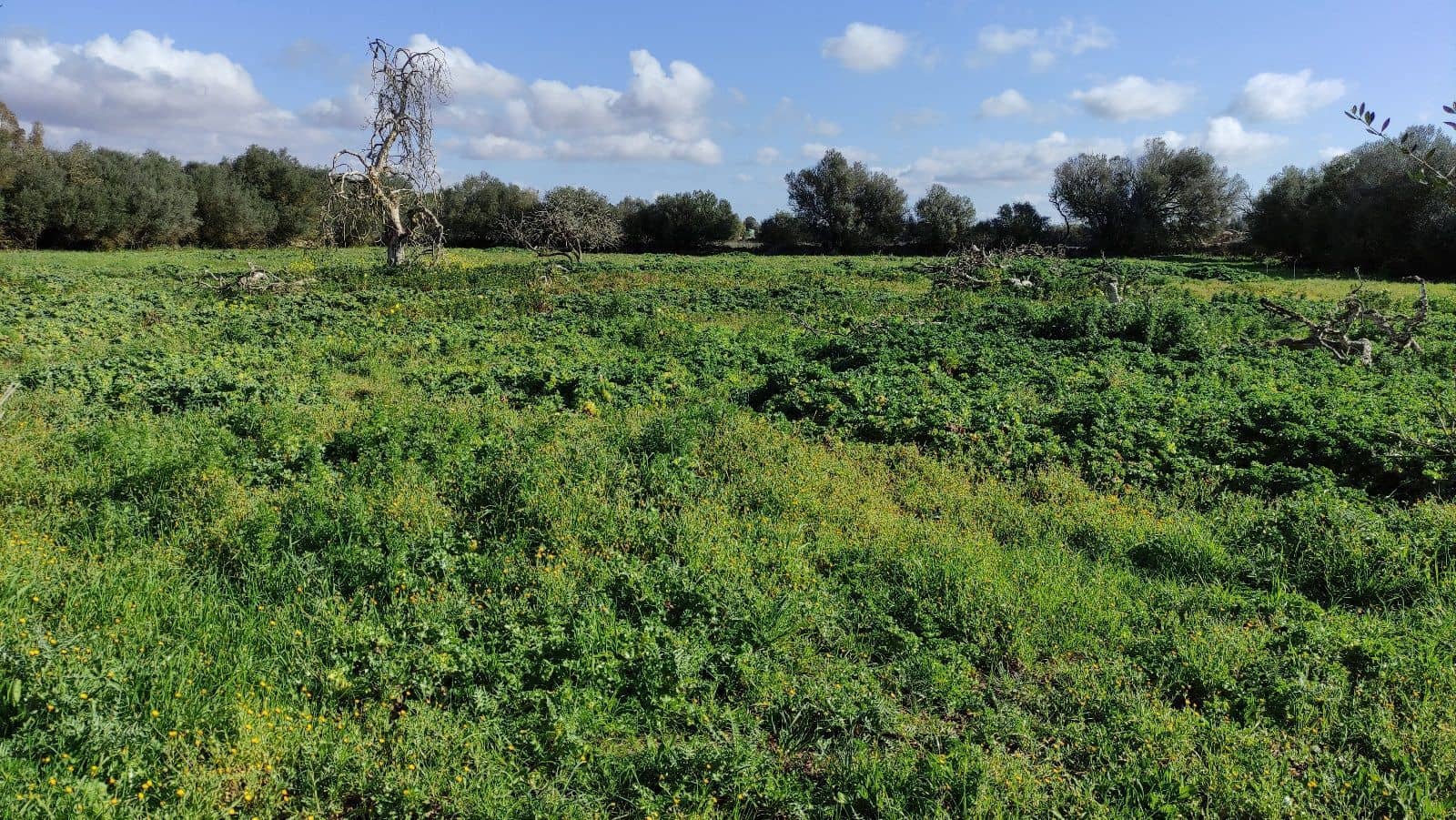 8 sypialnia Finka/Dom wiejski na sprzedaż w Manacor z garażem - 2 000 000 € (Ref: 7450877)