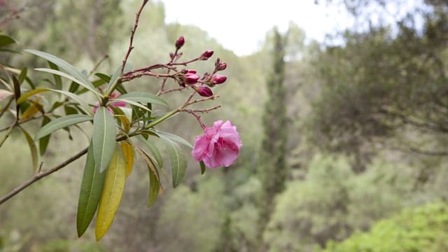 Building Plot for sale in Mal Pas-Bon Aire, Alcúdia - € 213,000 (Ref: 7450900)