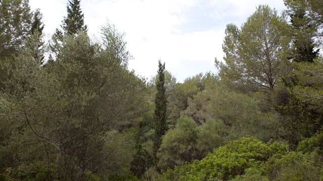 Building Plot for sale in Mal Pas-Bon Aire, Alcúdia - € 213,000 (Ref: 7450900)