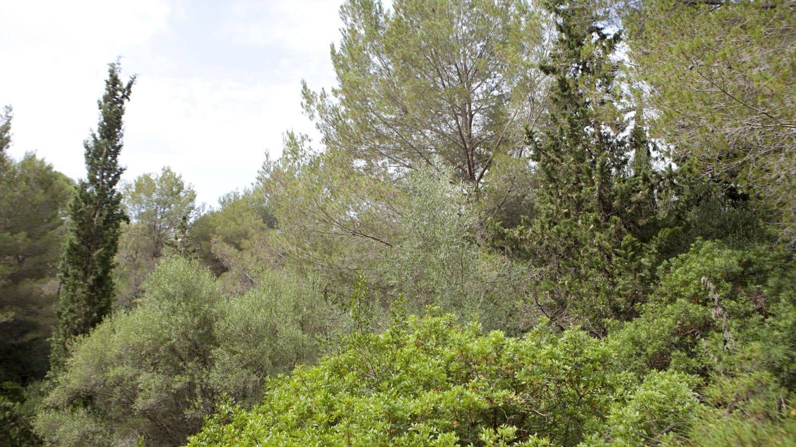 Terreno para Construção para venda em Mal Pas-Bon Aire - 213 000 € (Ref: 7450900)