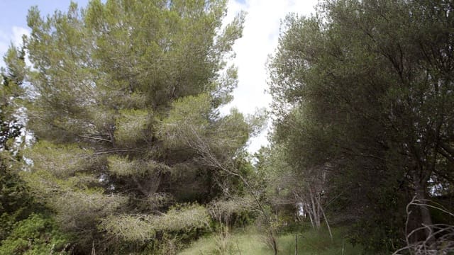 Building Plot for sale in Mal Pas-Bon Aire, Alcúdia - € 213,000 (Ref: 7450900)
