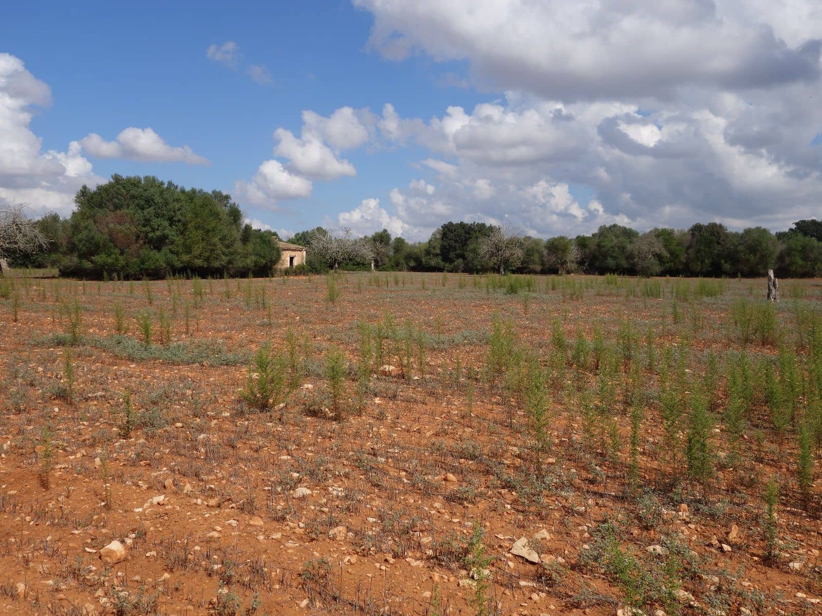 Terreno Não Urbanizado para venda em Felanitx - 375 000 € (Ref: 7450906)