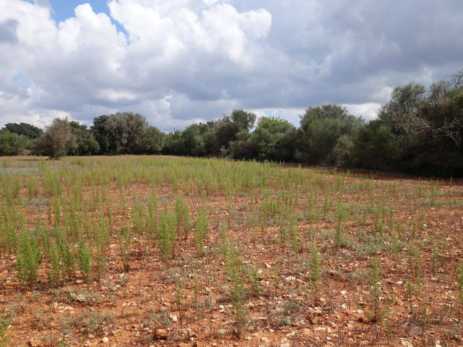 Terreno Não Urbanizado para venda em Felanitx - 375 000 € (Ref: 7450906)