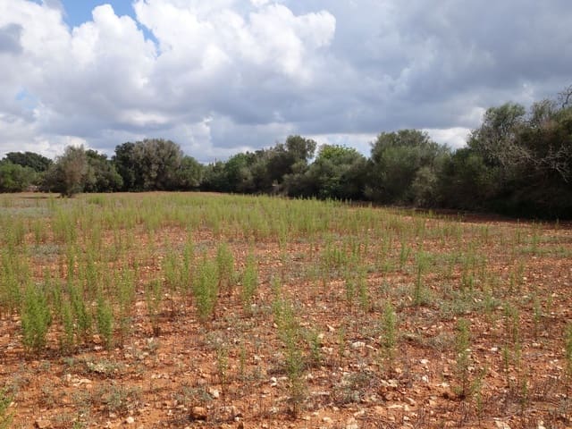 Terreno Não Urbanizado para venda em Felanitx - 375 000 € (Ref: 7450906)