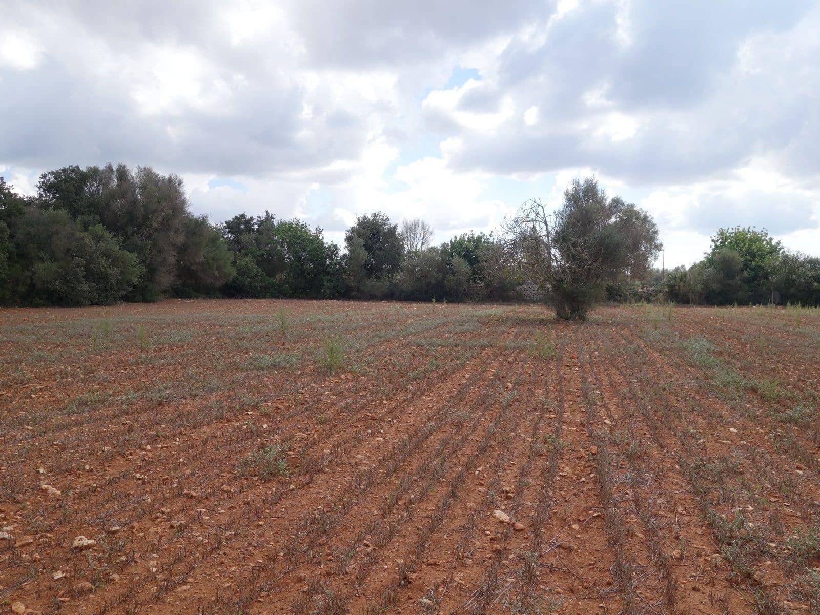 Terreno Não Urbanizado para venda em Felanitx - 375 000 € (Ref: 7450906)