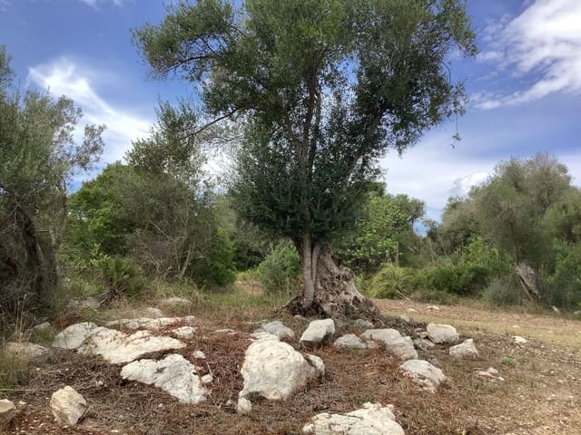 Undeveloped Land for sale in Capdepera - € 399,000 (Ref: 7450931)