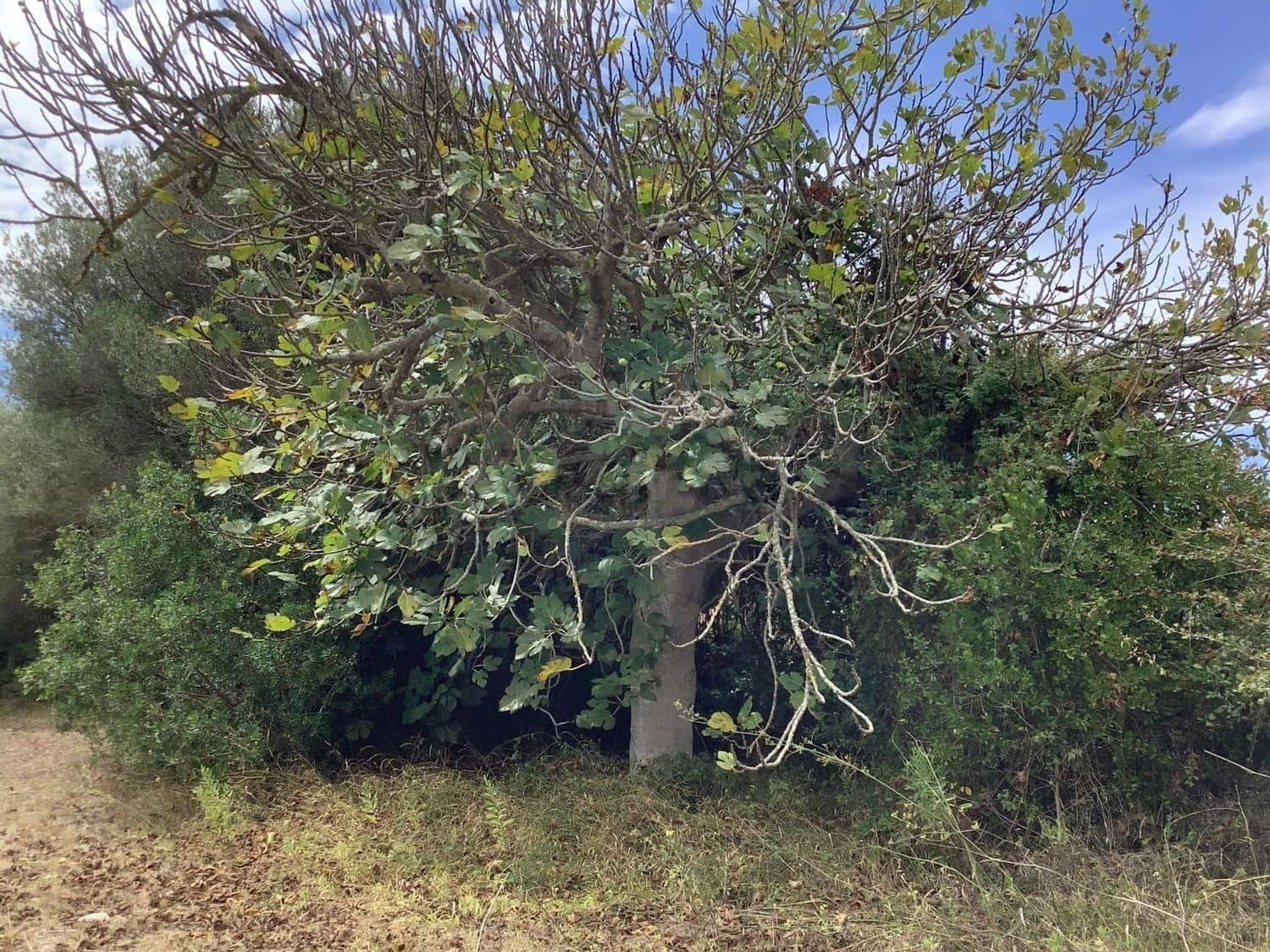 Grunde uden byggetilladelser til salg i Capdepera - € 399.000 (Ref: 7450931)