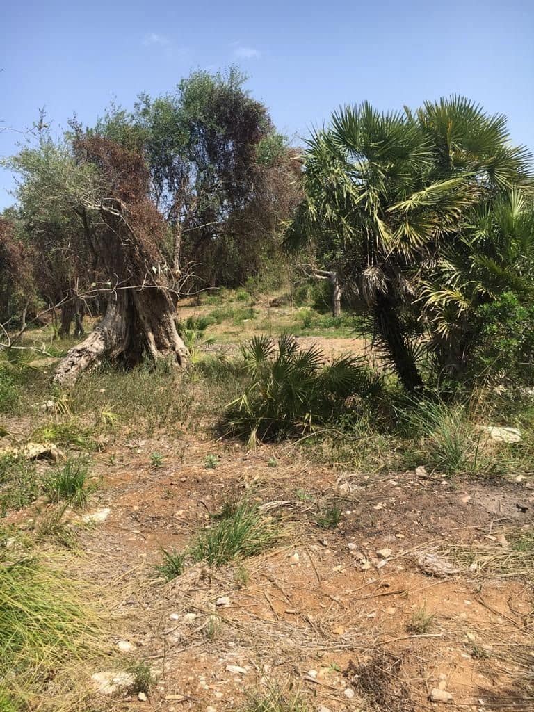 Grunde uden byggetilladelser til salg i Capdepera - € 399.000 (Ref: 7450931)