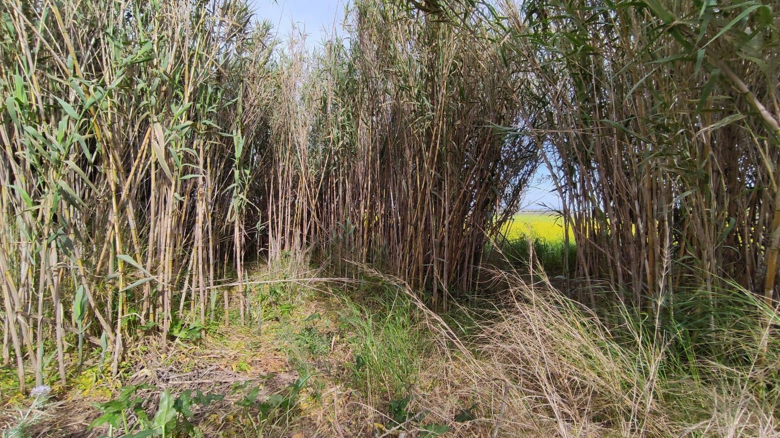 Grunde uden byggetilladelser til salg i Campanet - € 320.000 (Ref: 7450936)