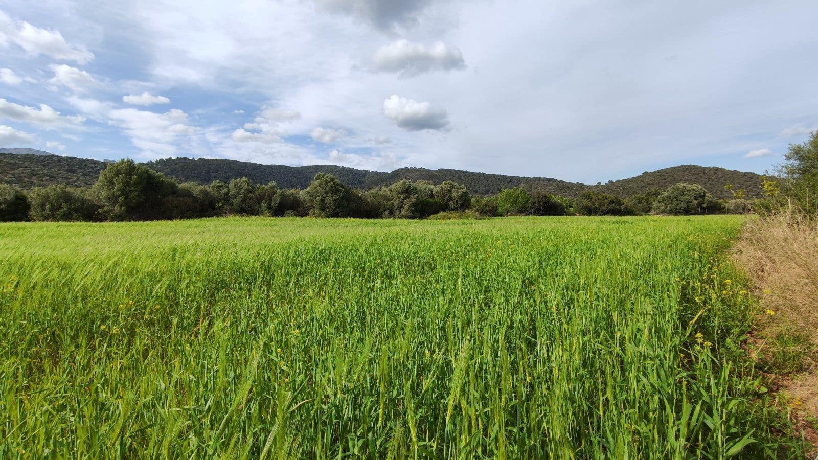 Grunde uden byggetilladelser til salg i Campanet - € 320.000 (Ref: 7450936)