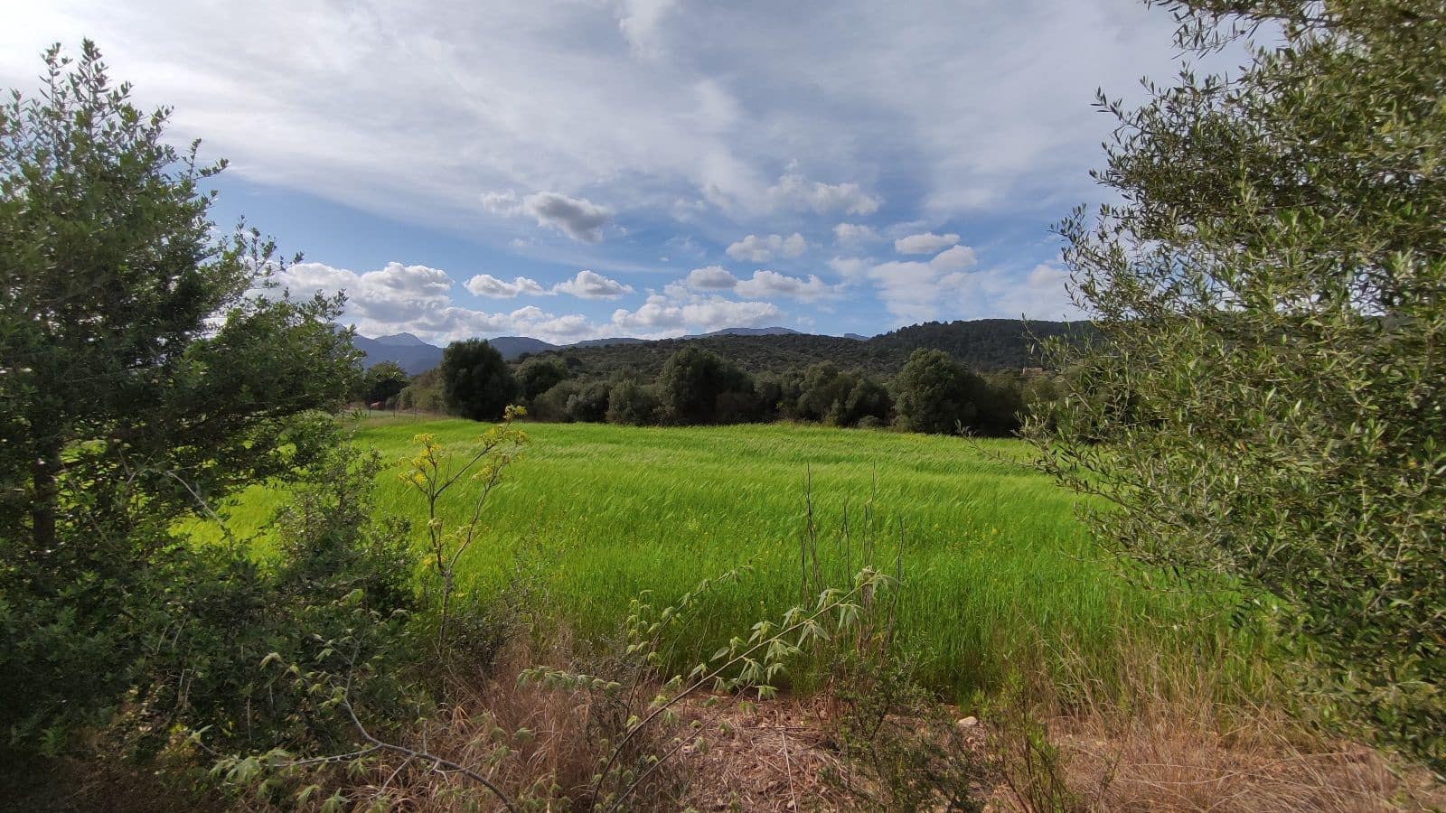 Grunde uden byggetilladelser til salg i Campanet - € 320.000 (Ref: 7450936)