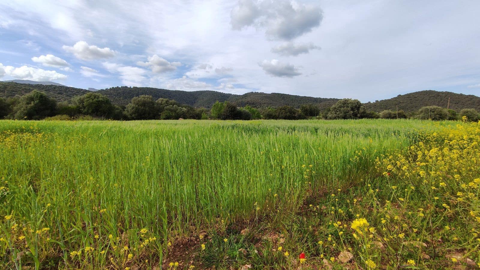 Grunde uden byggetilladelser til salg i Campanet - € 320.000 (Ref: 7450936)