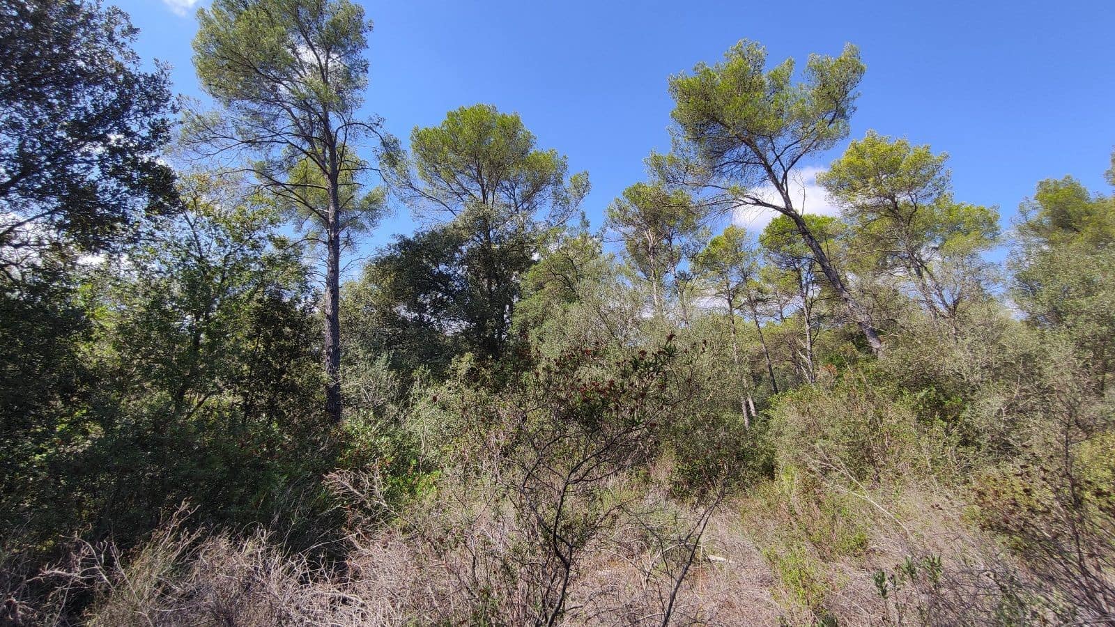 Grunde uden byggetilladelser til salg i Sa Pobla - € 800.000 (Ref: 7450942)