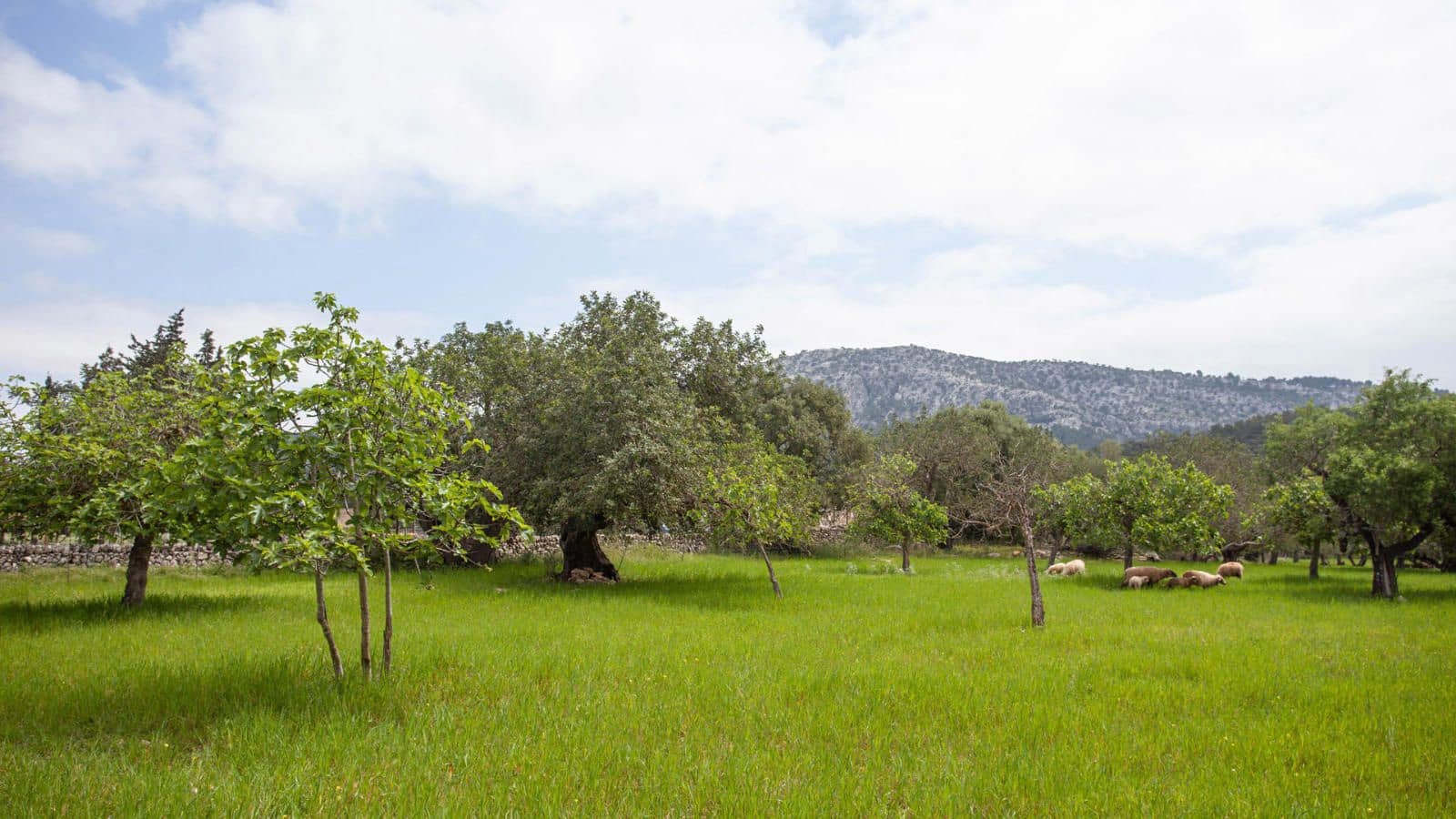 4 soverom Finca/Herregård til salgs i Pollensa / Pollenca med garasje - € 1 800 000 (Ref: 7450944)