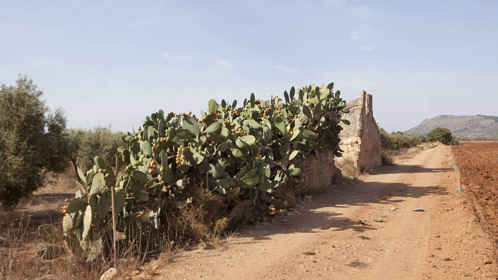 Maalaistalo myytävänä paikassa Sa Pobla - 745 000 € (Ref: 7450949)