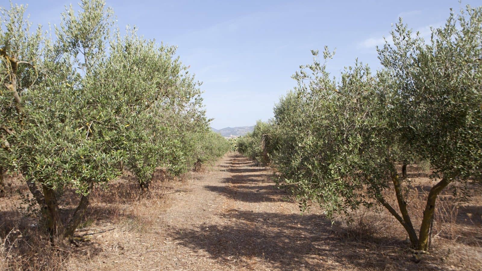 Maalaistalo myytävänä paikassa Sa Pobla - 745 000 € (Ref: 7450949)