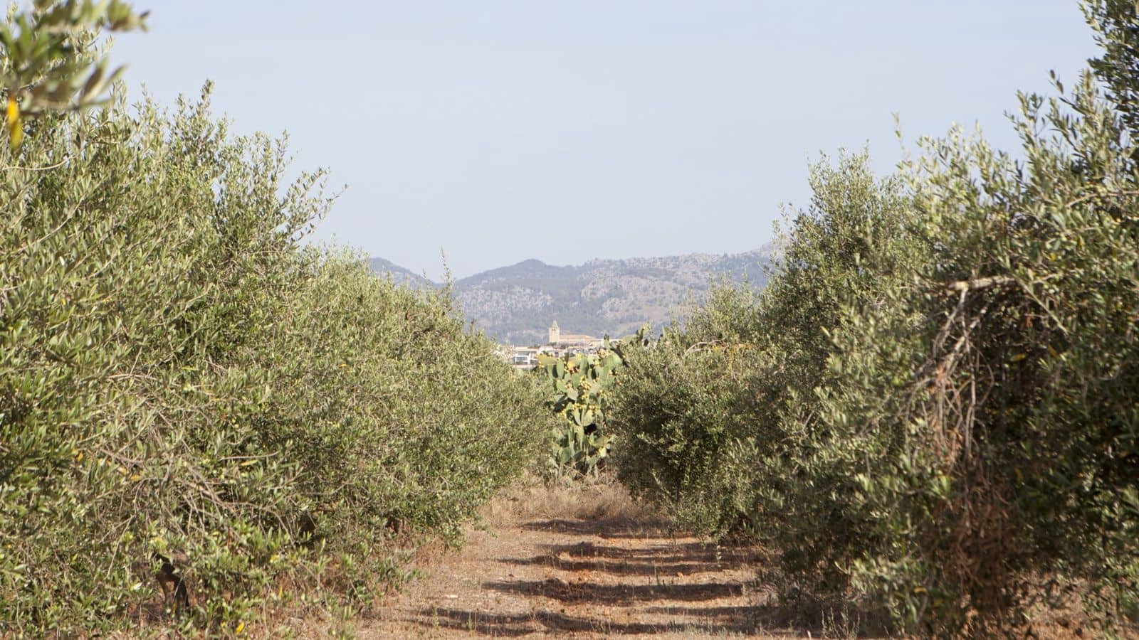 Maalaistalo myytävänä paikassa Sa Pobla - 745 000 € (Ref: 7450949)