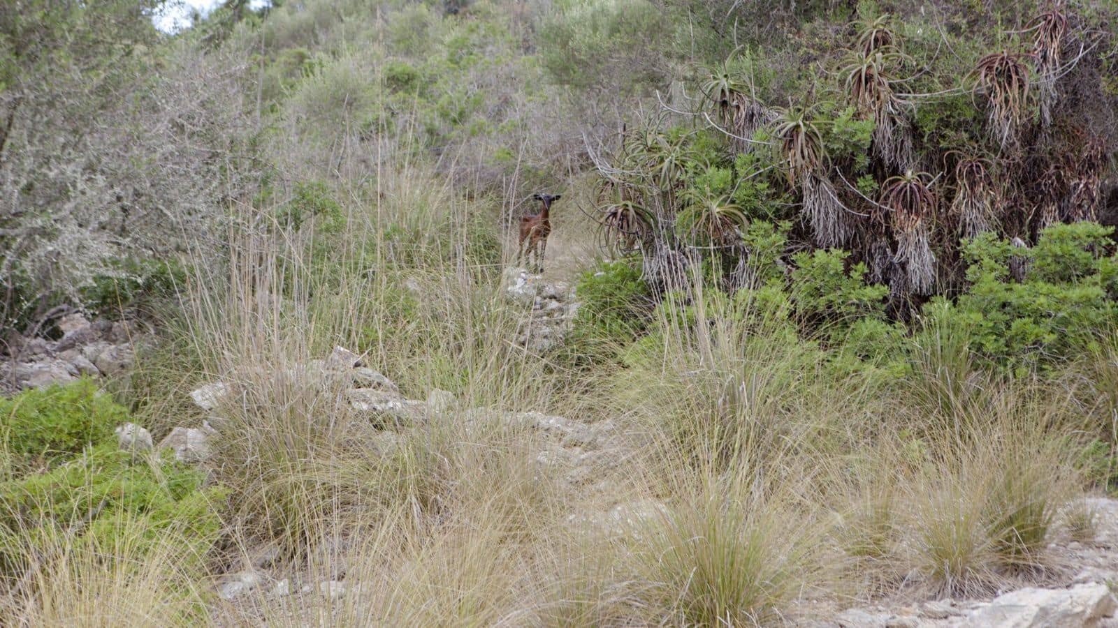 2 soverom Finca/Herregård til salgs i Arta - € 1 800 000 (Ref: 7450952)