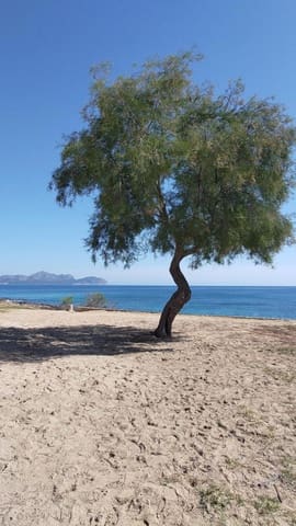 Building Plot for sale in Ca'n Picafort, Santa Margalida - € 250,000 (Ref: 7454864)