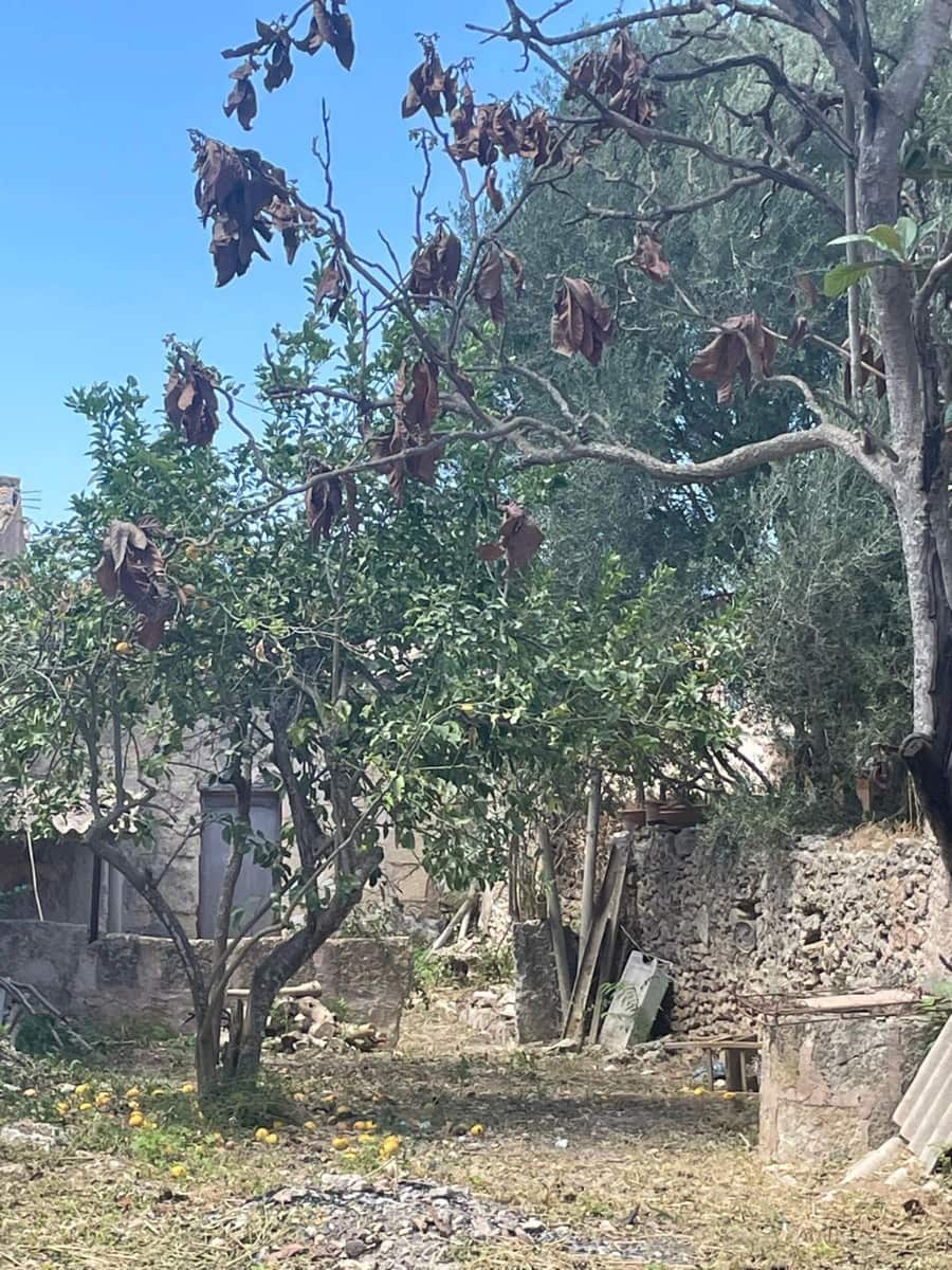 Byggegrund til salg i Sencelles - € 250.000 (Ref: 7798580)