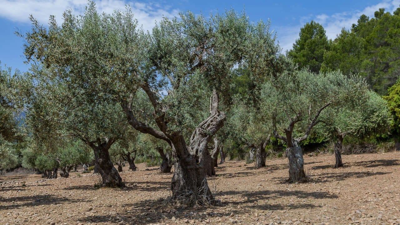 13 quarto Quinta/Casa Rural para venda em Escorca com garagem - 5 500 000 € (Ref: 7834181)