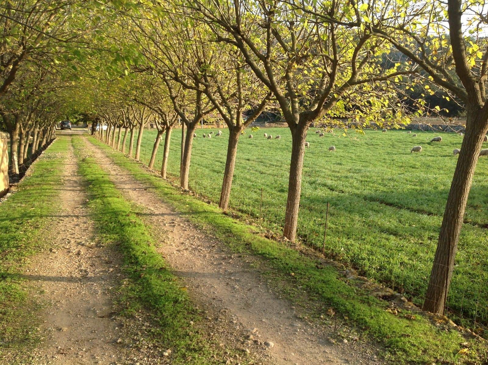 5 soveværelse Finca/Landehus til salg i Cala San Vicente / Cala Sant Vicenc med swimmingpool - € 7.900.000 (Ref: 9049939)