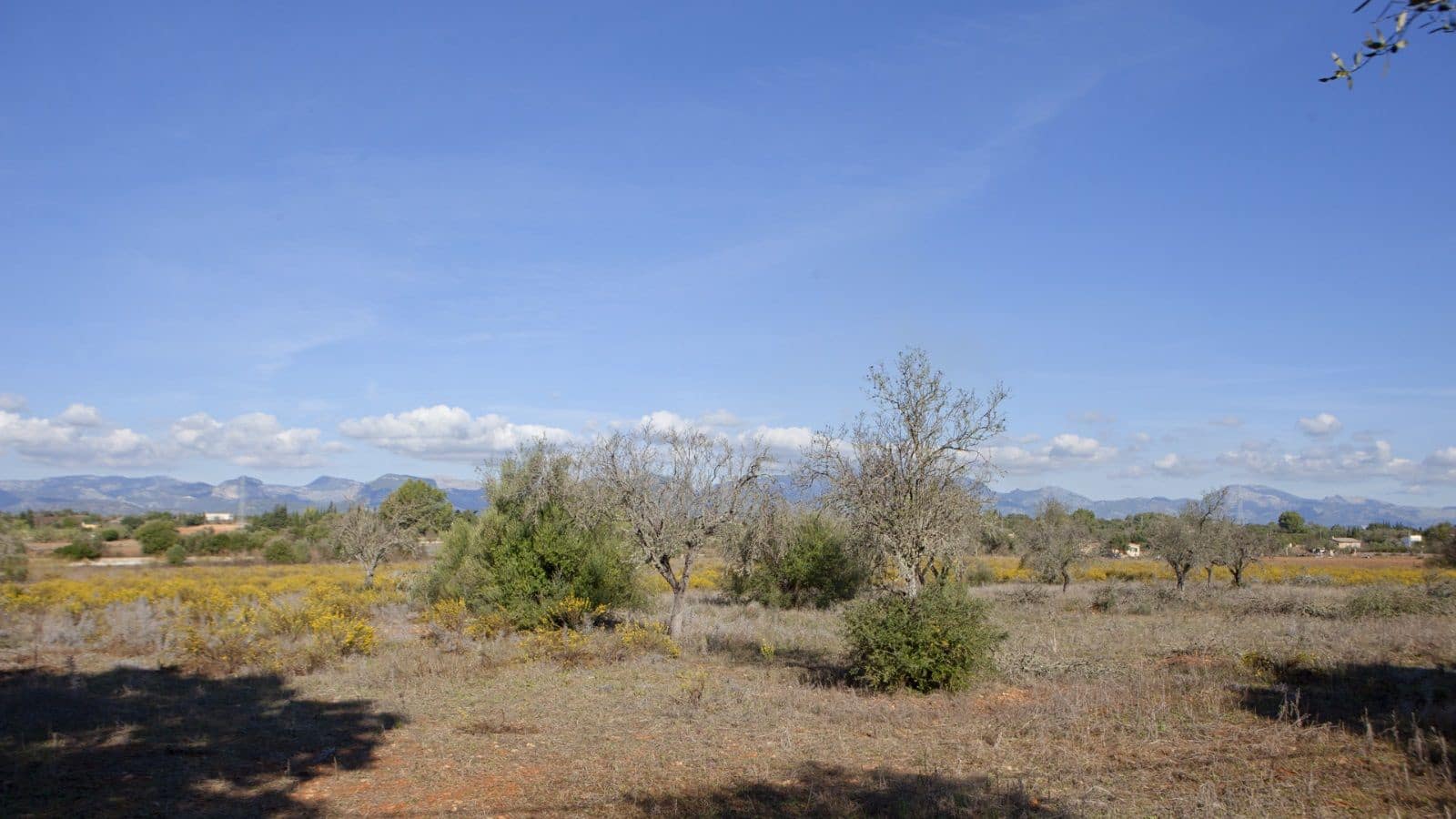 Terreno Non Edificato in vendita in Sencelles - 329.000 € (Rif: 9258122)