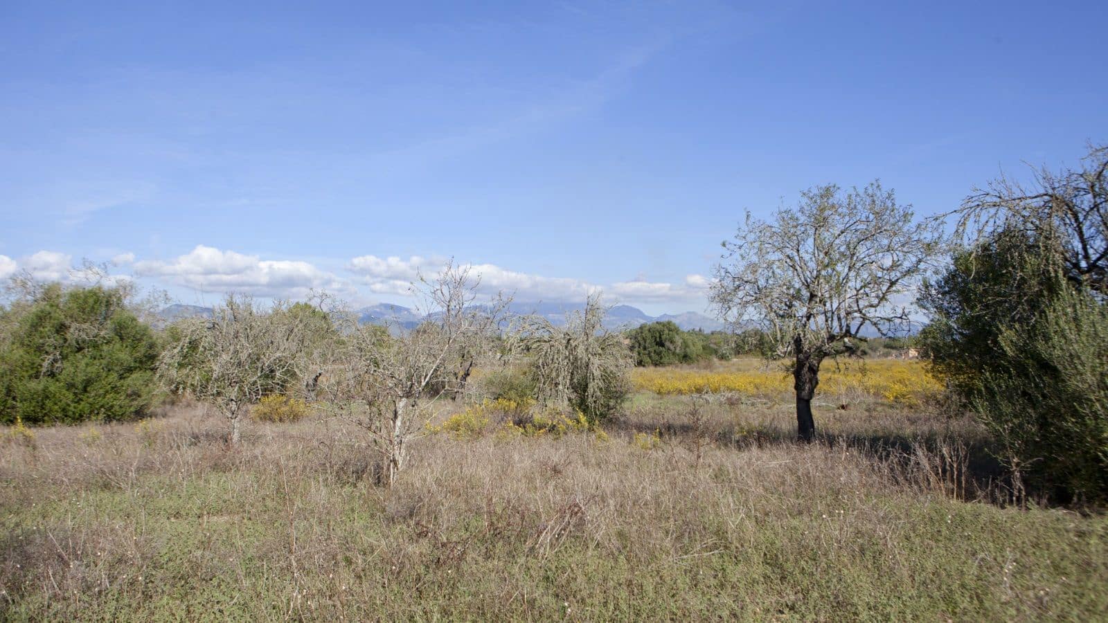 Terreno Non Edificato in vendita in Sencelles - 329.000 € (Rif: 9258122)