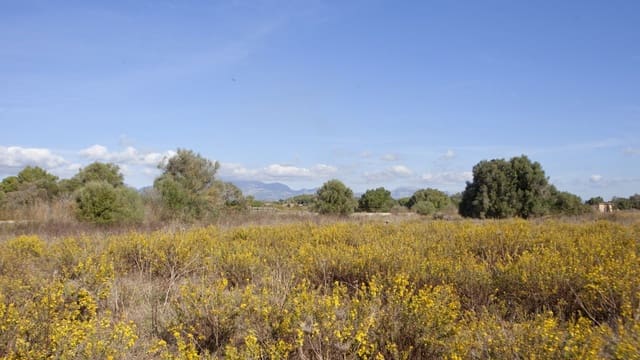 Undeveloped Land for sale in Sencelles - € 329,000 (Ref: 9258122)